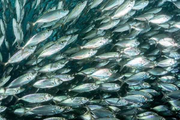 Sardinek hejno ryb pod vodou — Stock fotografie