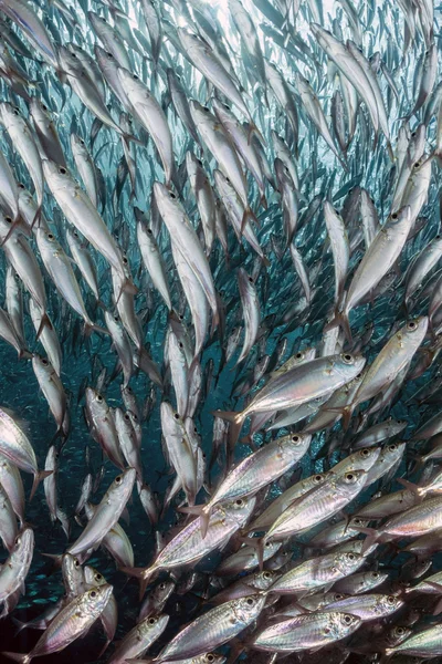 Sardine banc de poissons sous-marins — Photo