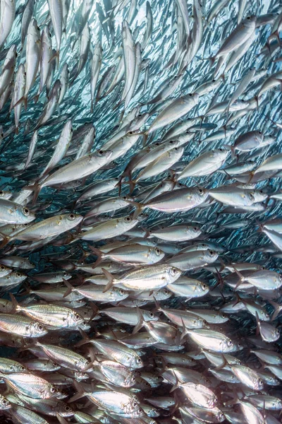 Sardinha escola de peixes subaquáticos — Fotografia de Stock