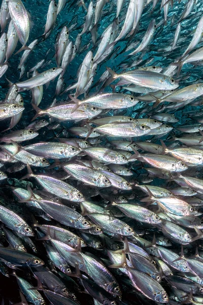 Escuela de sardina de peces bajo el agua — Foto de Stock