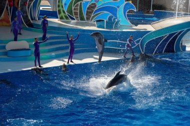 San Diego, Amerika Birleşik Devletleri - Kasım, 15 2015 - Sea World adlı yunus gösterisi