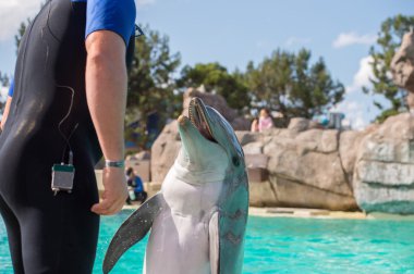 San Diego, Amerika Birleşik Devletleri - Kasım, 15 2015 - Sea World adlı yunus gösterisi