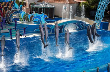 San Diego, Amerika Birleşik Devletleri - Kasım, 15 2015 - Sea World adlı yunus gösterisi