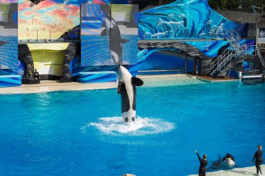 San Diego, Amerika Birleşik Devletleri - Kasım, 15 2015 - Sea World katil balina Show'da