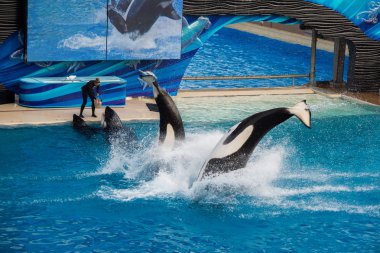 San Diego, Amerika Birleşik Devletleri - Kasım, 15 2015 - Sea World katil balina Show'da