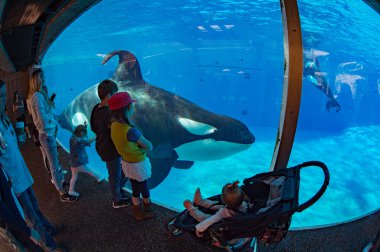 San Diego, Amerika Birleşik Devletleri - Kasım, 15 2015 - Sea World katil balina Show'da