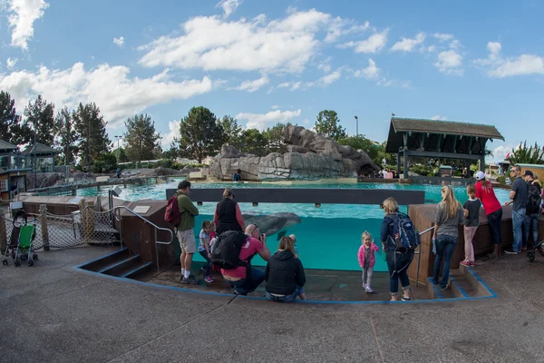 San Diego, Amerika Birleşik Devletleri - Kasım, 15 2015 - Sea World adlı yunus gösterisi — Stok fotoğraf