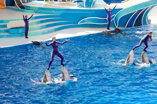 SAN DIEGO, EE.UU. - 15 DE NOVIEMBRE DE 2015 - El espectáculo de delfines en Sea World — Foto de Stock