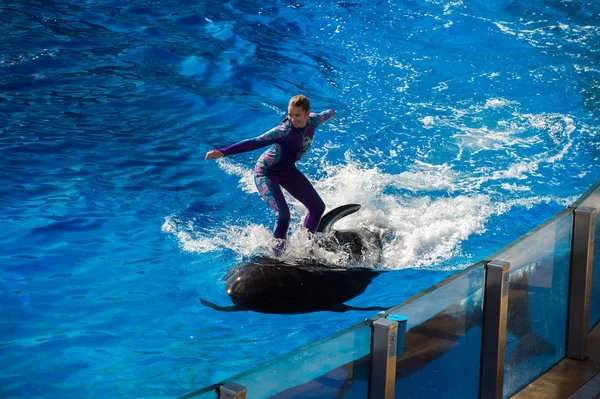 SAN DIEGO, EE.UU. - 15 DE NOVIEMBRE DE 2015 - El espectáculo de delfines en Sea World — Foto de Stock