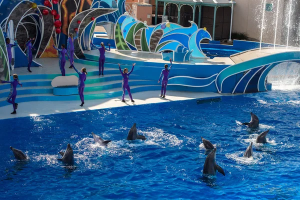 SAN DIEGO, EE.UU. - 15 DE NOVIEMBRE DE 2015 - El espectáculo de delfines en Sea World — Foto de Stock