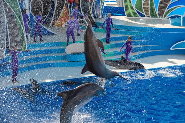 SAN DIEGO, EE.UU. - 15 DE NOVIEMBRE DE 2015 - El espectáculo de delfines en Sea World — Foto de Stock