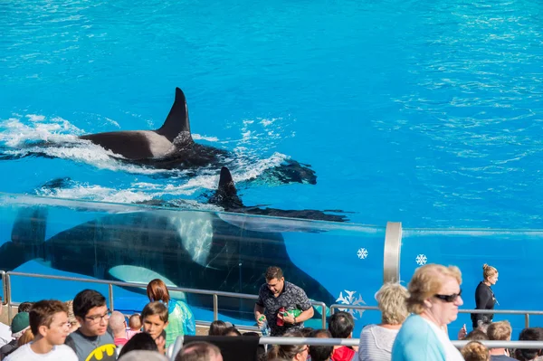 San Diego, Amerika Birleşik Devletleri - Kasım, 15 2015 - Sea World katil balina Show'da — Stok fotoğraf