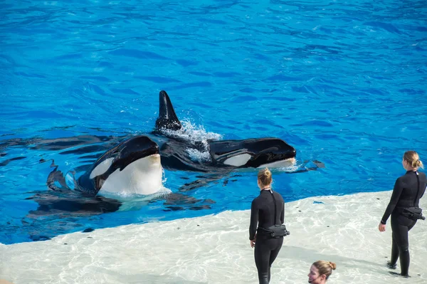 San Diego, Amerika Birleşik Devletleri - Kasım, 15 2015 - Sea World katil balina Show'da — Stok fotoğraf