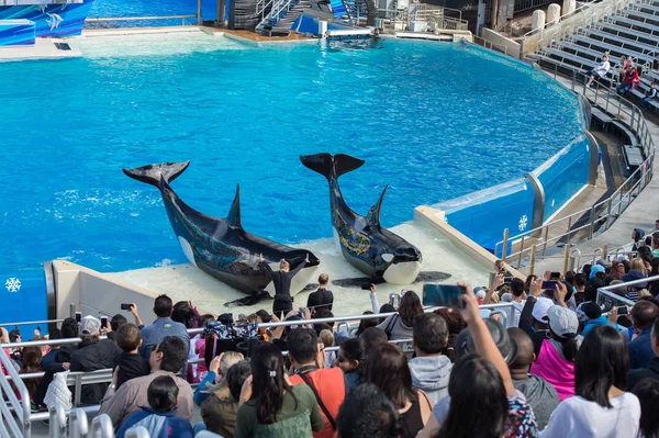 SAN DIEGO, EE.UU. - 15 DE NOVIEMBRE DE 2015 - El espectáculo de las orcas en Sea World — Foto de Stock