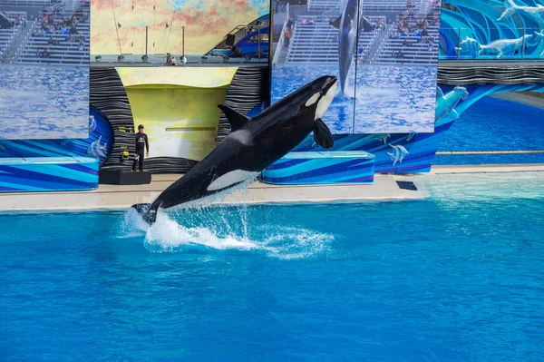 San Diego, Amerika Birleşik Devletleri - Kasım, 15 2015 - Sea World katil balina Show'da — Stok fotoğraf