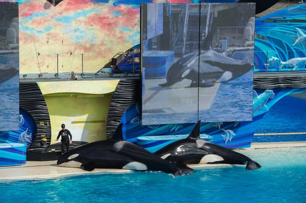 San Diego, Amerika Birleşik Devletleri - Kasım, 15 2015 - Sea World katil balina Show'da — Stok fotoğraf