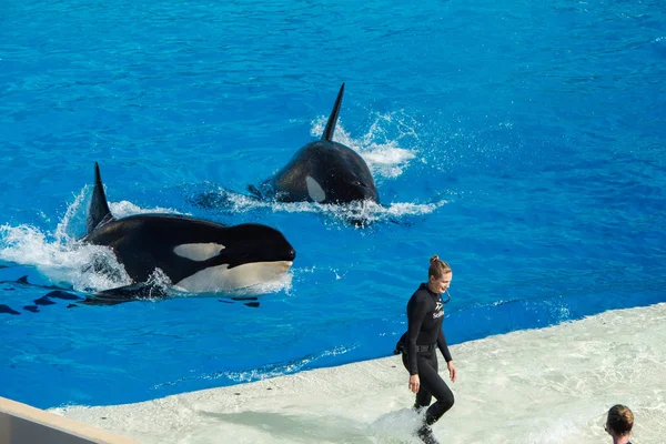 SAN DIEGO, EE.UU. - 15 DE NOVIEMBRE DE 2015 - El espectáculo de las orcas en Sea World — Foto de Stock