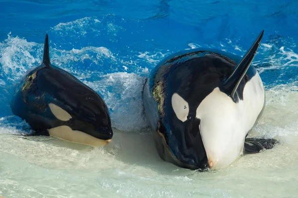 САН-ДИЕГО, США - 15 НОЯБРЯ 2015 - Шоу косаток в Sea World — стоковое фото