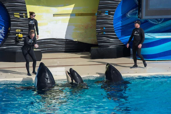 SAN DIEGO, EE.UU. - 15 DE NOVIEMBRE DE 2015 - El espectáculo de las orcas en Sea World — Foto de Stock