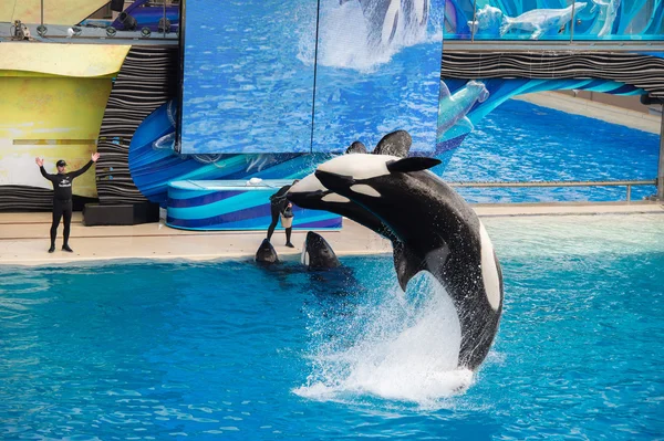 SAN DIEGO, EE.UU. - 15 DE NOVIEMBRE DE 2015 - El espectáculo de las orcas en Sea World — Foto de Stock