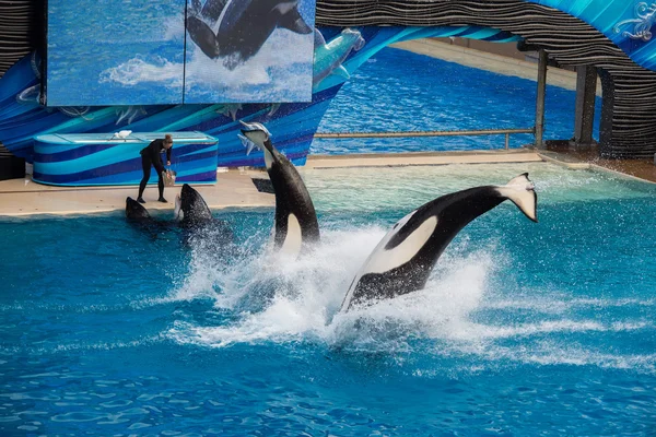 SAN DIEGO, EE.UU. - 15 DE NOVIEMBRE DE 2015 - El espectáculo de las orcas en Sea World — Foto de Stock
