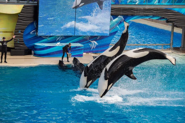 SAN DIEGO, EE.UU. - 15 DE NOVIEMBRE DE 2015 - El espectáculo de las orcas en Sea World — Foto de Stock