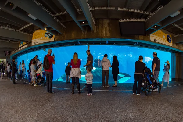 San Diego, Usa - November, 15 2015 - de killer whale show op Sea World — Stockfoto