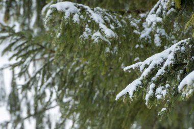 çam ağacı kar altında