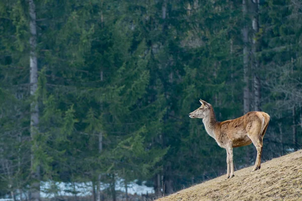 Rådjur stående på gräs bakgrunden — Stockfoto