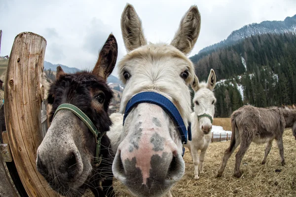 Donkey close up portrait looking at you — Stock Photo, Image