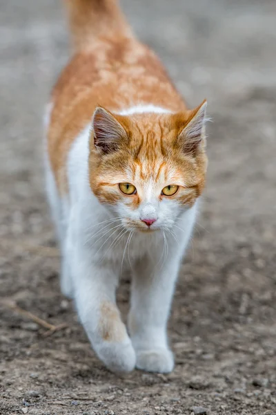 Белая и коричневая кошка, идущая к вам — стоковое фото