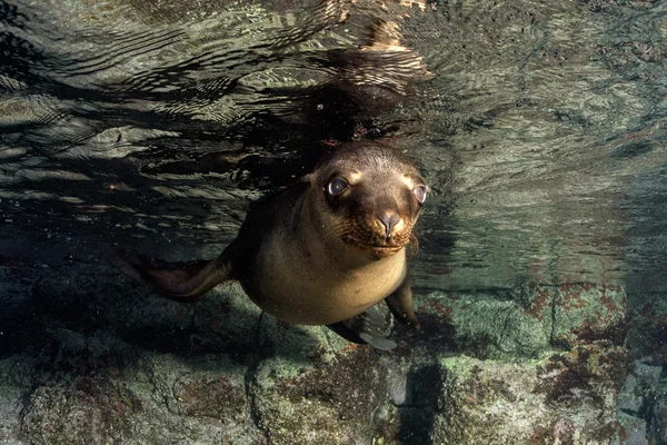Puppy zeeleeuw onderwater op zoek naar jou — Stockfoto