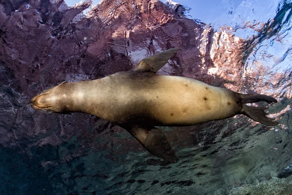 Valp sjölejon undervattens tittar på dig — Stockfoto