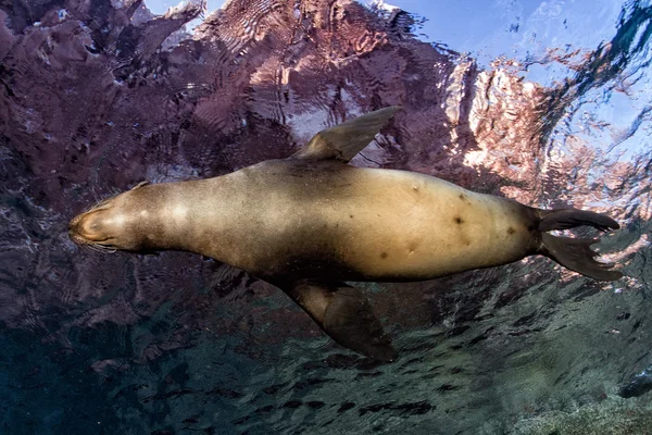 Welpe Seelöwe unter Wasser schaut dich an — Stockfoto