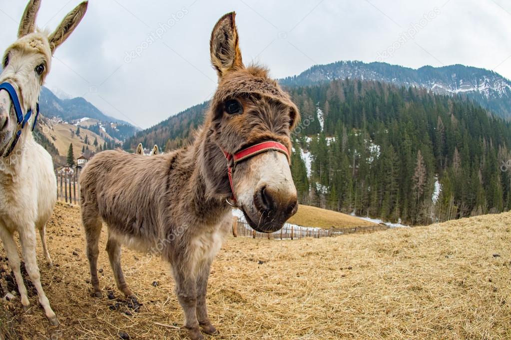 donkey close up portrait looking at you