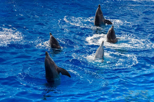 Delfín común saltando fuera del océano — Foto de Stock