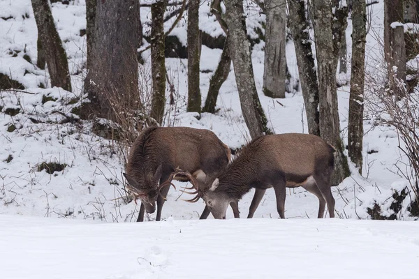 雪の背景に赤の鹿 — ストック写真