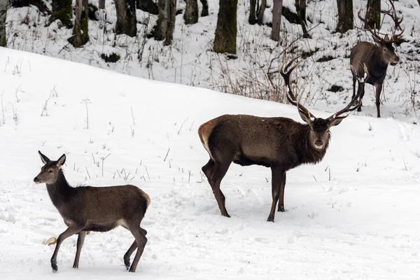 Cerf rouge sur fond de neige — Photo