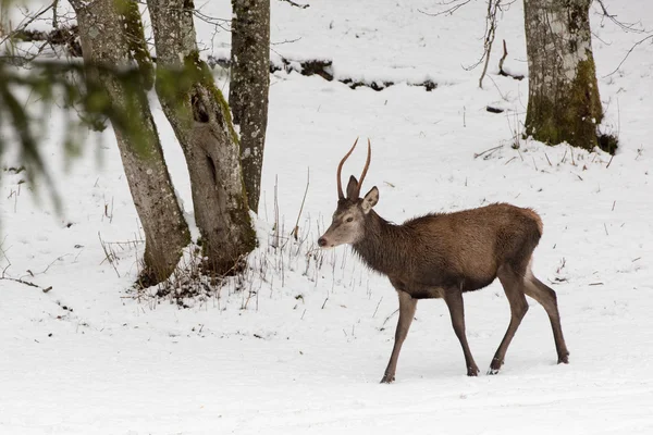 Cervo rosso su fondo neve — Foto Stock