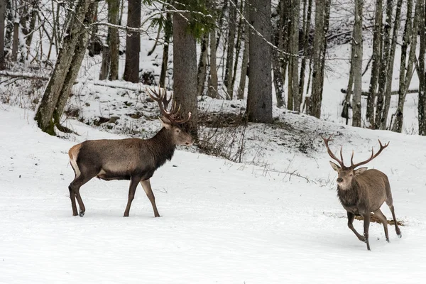 Cerf rouge sur fond de neige — Photo