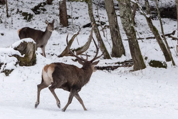 Ciervo rojo sobre fondo de nieve —  Fotos de Stock