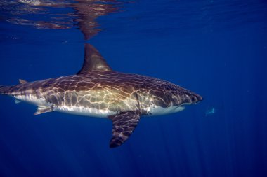Büyük beyaz köpekbalığı saldırı için hazır