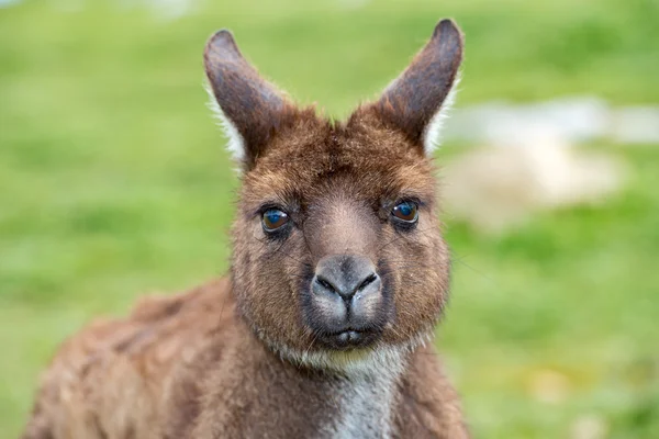 Puzzled kangaroo portrait close up portrait — Stock Photo, Image