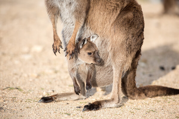 Kangaroo mother and son portrait