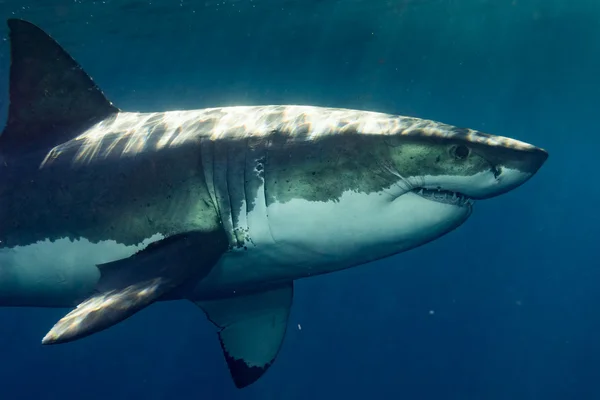 Велика біла акула готова атакувати — стокове фото