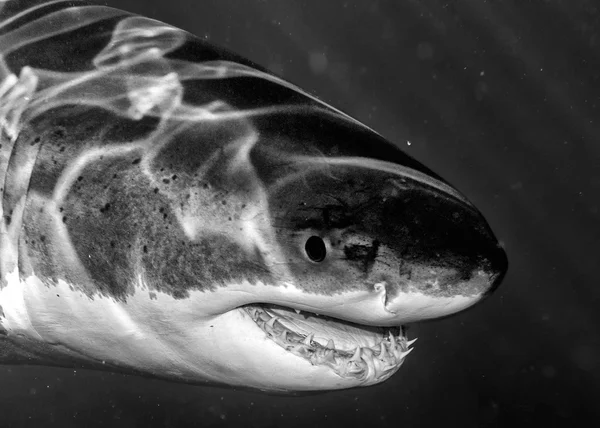 Gran ataque de tiburón blanco en b & w — Foto de Stock