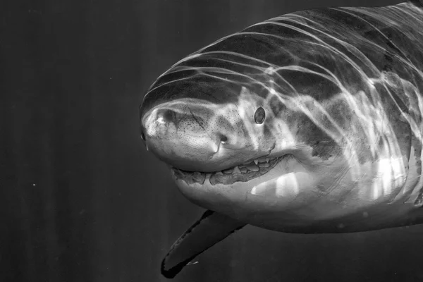 Grande attaque de requin blanc en b & w — Photo