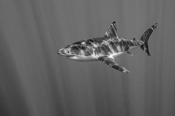 Nagy fehér cápa támadás a b&w — Stock Fotó