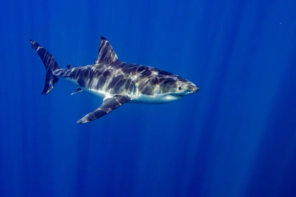 Gran tiburón blanco listo para atacar — Foto de Stock