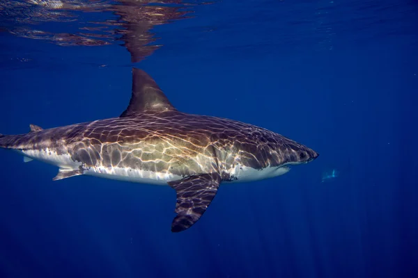 Grand requin blanc prêt à attaquer — Photo